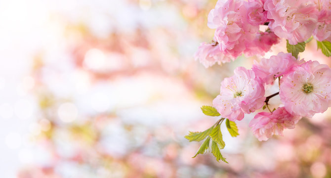 Panoramic spring background, close up of beautiful pink blooming flowers over defocused background with copy space