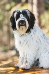 Naklejka na ściany i meble Tibetan terrier or Tsang Apso, Dokhi Apso sitting on wooden planks in spring forest and looking at camera. Nine months old puppy portrait, very shallow deep of field