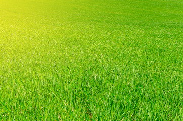 Naklejka na ściany i meble Green wheat in the field