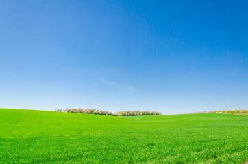 Obraz premium Landscape, green field in spring, forest on horizon