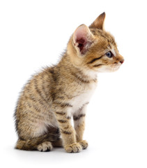 Obraz premium Small brown kitten.