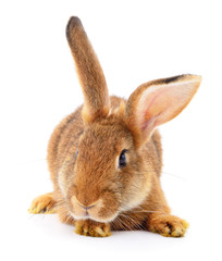 Brown rabbit on white.