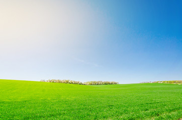 Obraz premium Landscape, green field in spring, forest on horizon