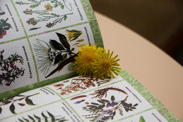 Open book with ilustration and yellow flower. Dandelion