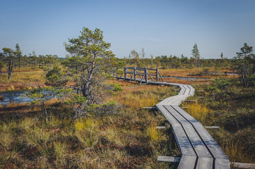 Raised bog. Boardwalk in Kemeri National park. Bog boardwalk is a popular tourist destination. Latvia.