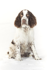 Young springer spaniel in winter