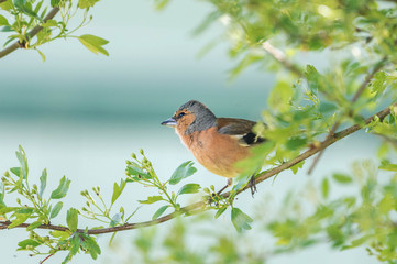chaffinch on a branch with floral composition