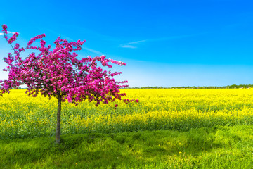Beautiful farm landscape of rapeseed field and pinky cherry tree in Spring