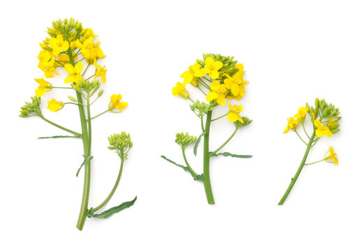 Fototapeta Rapeseed Flowers Isolated on White Background