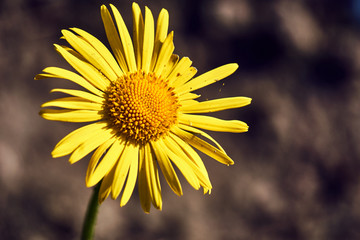 yellow summer flowers Doronicum  in the meadow.