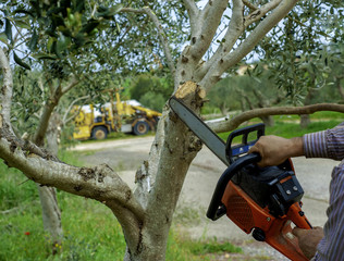 Pruning an olive tree with pruning with chainsaw