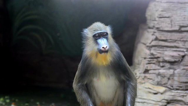 Young mandrill portrait indoors