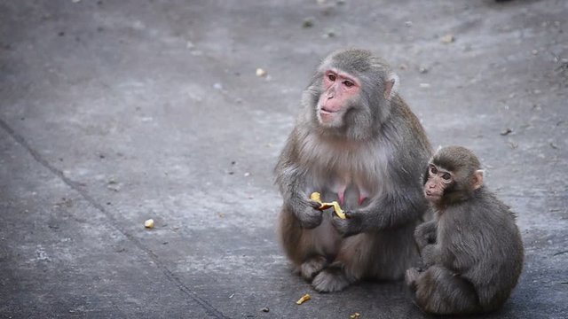 Macaque mom with baby
