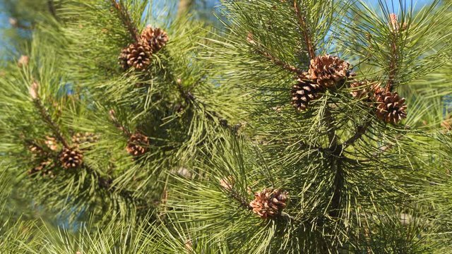 Cones on a pine branch.