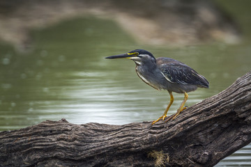 Green backed heron in Kruger National park, South Africa