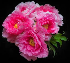 Papier peint photo Pivoines Alençon, France - 04 30 2018 : Jardins et Fleurs. Bouquet de Pivoines  © Franck Legros