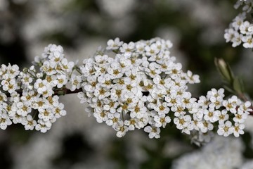 Blooms of a spiraea shrub