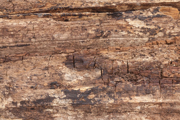 close up of old wooden trunk texture