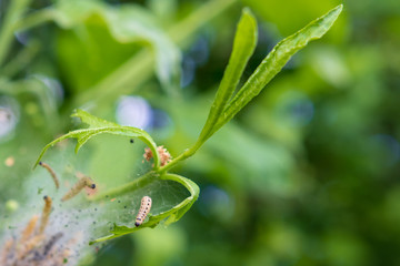 Insekten - Raupen auf grünem Blatt