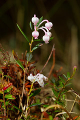 The white to pink bell-shaped flowers of Bog-rosemary