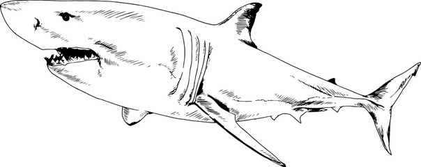 great white shark drawn in ink freehand sketch logo - obrazy, fototapety, plakaty