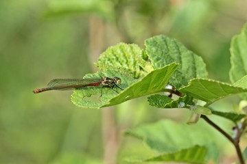 Weibliche Frühe Adonislibelle oder auch Frühe Adonisjungfer (Pyrrhosoma nymphula)
