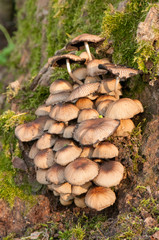 Ammasso di funghi su un piede di pioppo