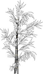 outline of black bamboo branches bunch isolated on white