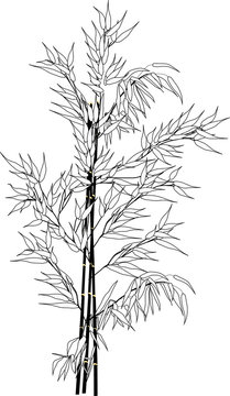 outline of black bamboo branches bunch isolated on white