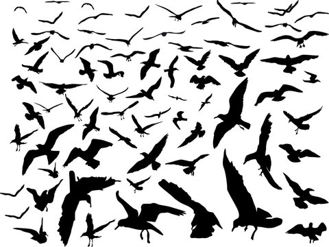 large group of gulls silhouettes collection on white background