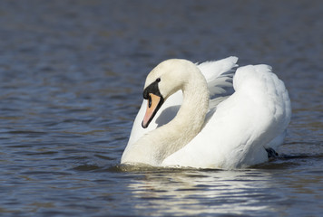 Obraz premium Mute Swan