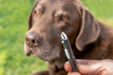 A full tick was taken with a ticks tongs from a dog (Labrador). Ticks can transmit diseases. Concept: dogs and medical help - obrazy, fototapety, plakaty
