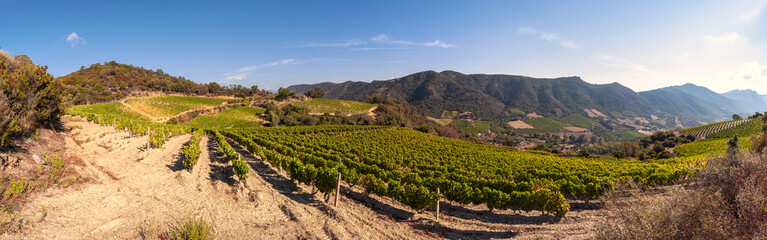 Overview of a hillside vineyard in Sardinia, Italy. Traditional agriculture. 
