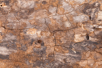 Fototapeta premium close up of old wooden cut texture