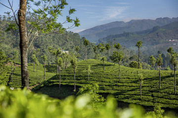 Teeplantage Fairtrade anbau, Bio Gesund aus der Natur Tee