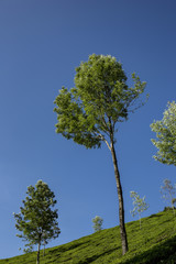 teeplantage in indien in Munnar