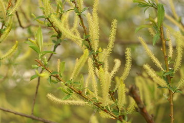 Yellow flowers on willow branches in spring . 