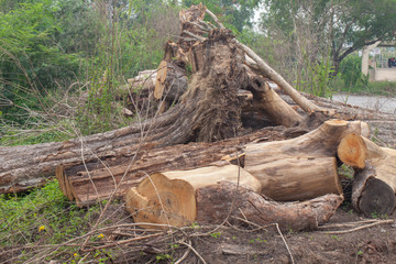 close up of old wooden trunk texture