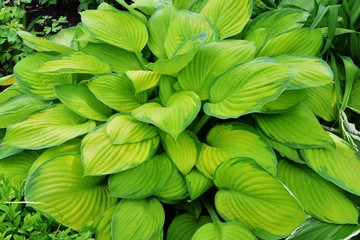 Hosta with yellow and green leaves in the garden.