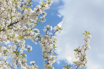 Wiosna Jabłoń. Kwitnące drzewko  - obrazy, fototapety, plakaty