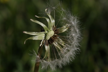 overblown dandelion