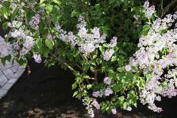 Gemeiner Flieder (Syringa-vulgaris-Hybride)