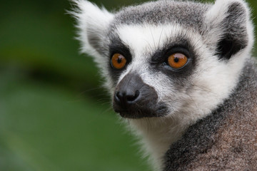 Obraz premium Close up of the face of a lemur.