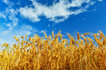 Gold ripe wheat field.