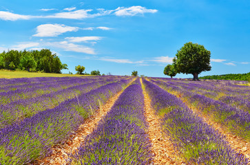 Naklejka na ściany i meble Lavender field in summer countryside.