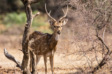 Hirsch im Nationalpark Ranthambore, Indien