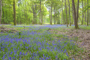 Beautiful landscape with spring forest and blue wild hyacinth flowers