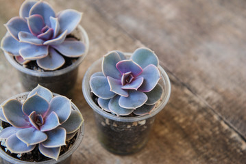 Obraz na płótnie Canvas Variety of Potted Succulents Plant Graptoveria Titubans Rustic Wooden Background isoalted