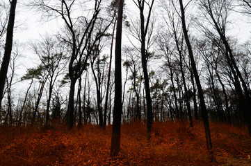 Dark winter forest with red leaves on the ground