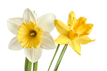 Obraz premium Pair of narcissus flower isolated on a white background
